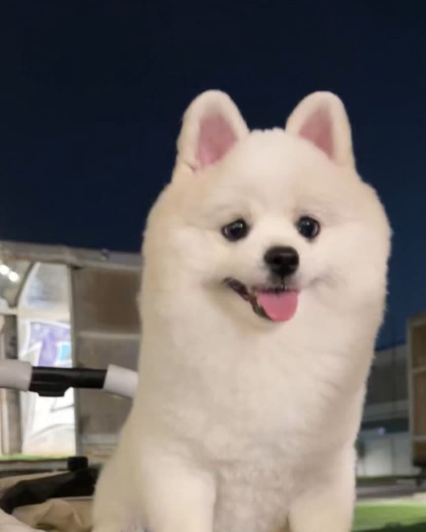 TIKTOK:ใครๆก็เรียกหนูปอมปลอม